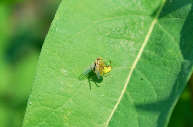 Araniella sp. con preda